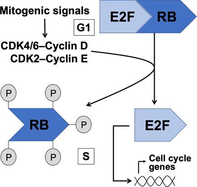 Frontiers | Retinoblastoma-E2F Transcription Factor Interplay Is ...